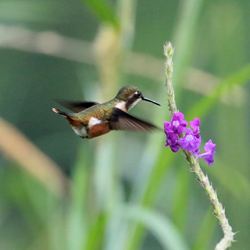 Magenta-Throated Woodstar